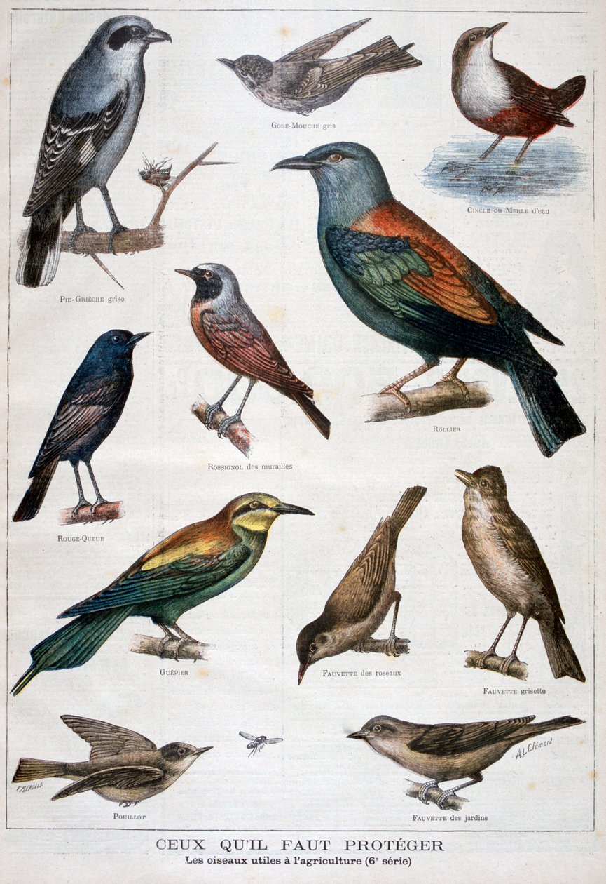 Aves protegidas e úteis na agricultura, 1897 de Fortuné Méaulle