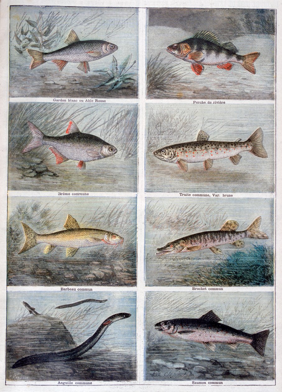 Peixe de água doce, 1897 de Fortuné Méaulle