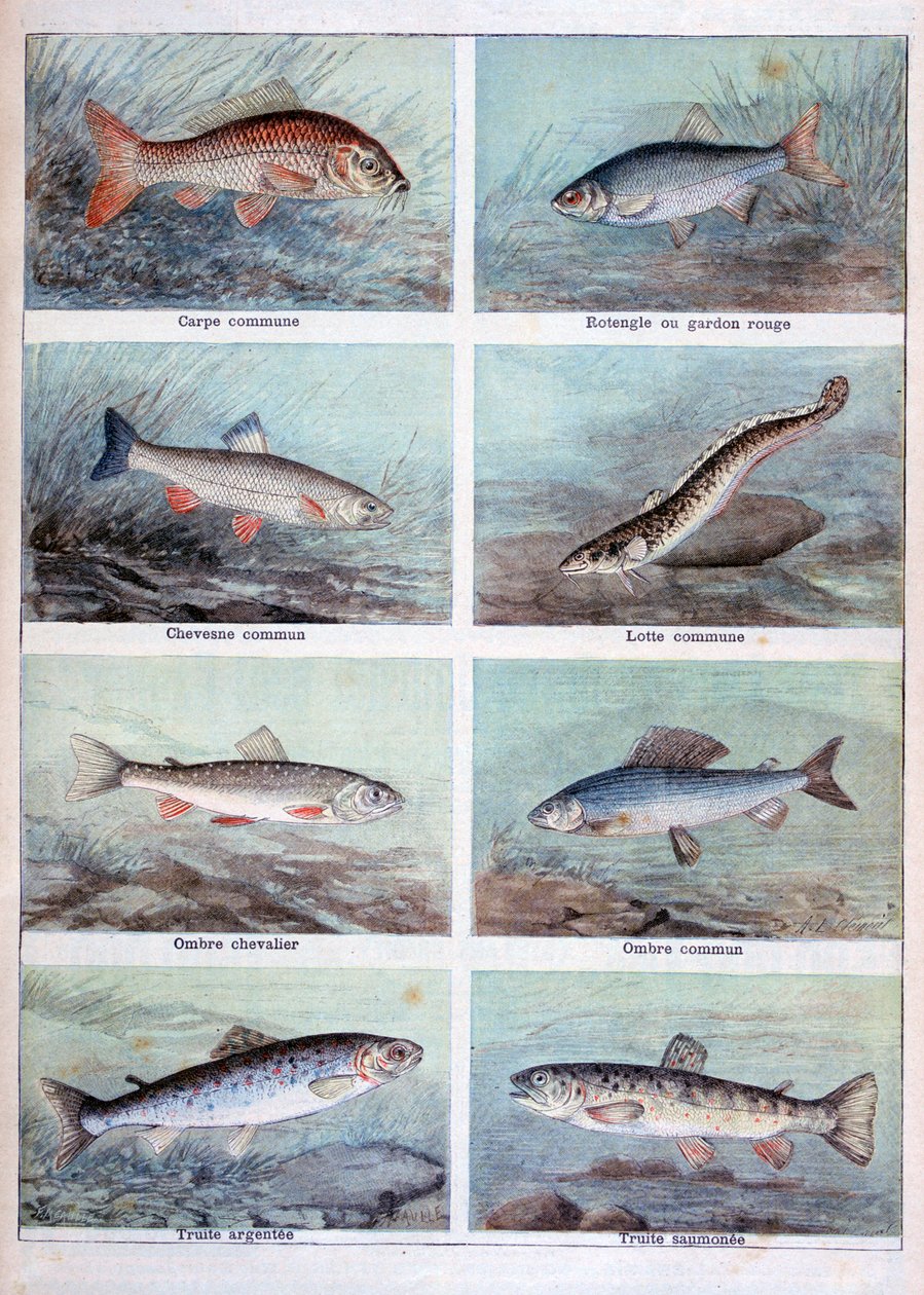 Peixes de água doce, 1898. de Fortuné Méaulle