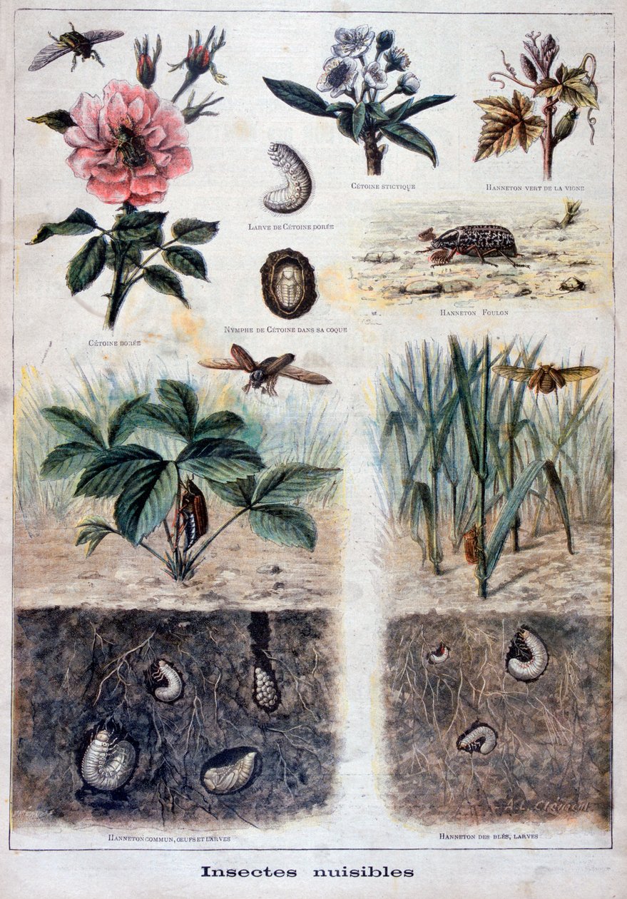 Insetos nocivos, 1897 de Fortuné Méaulle