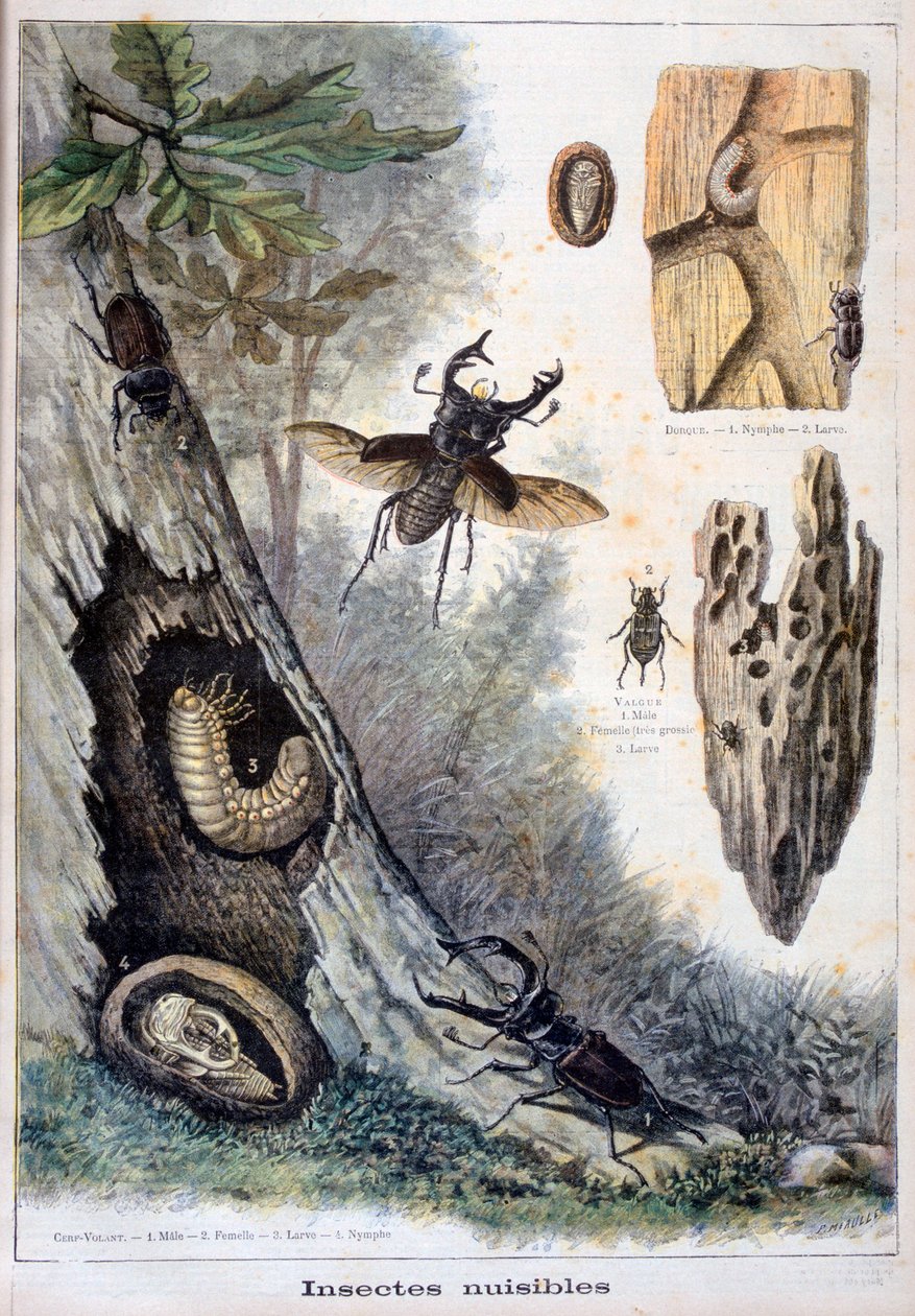 Insetos nocivos, 1897 de Fortuné Méaulle