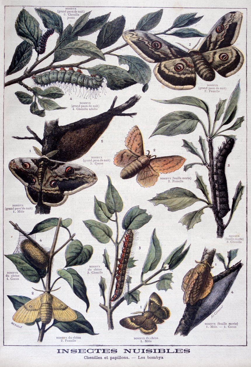 Insetos nocivos: lagartas, borboletas e mariposas, 1897 de Fortuné Méaulle