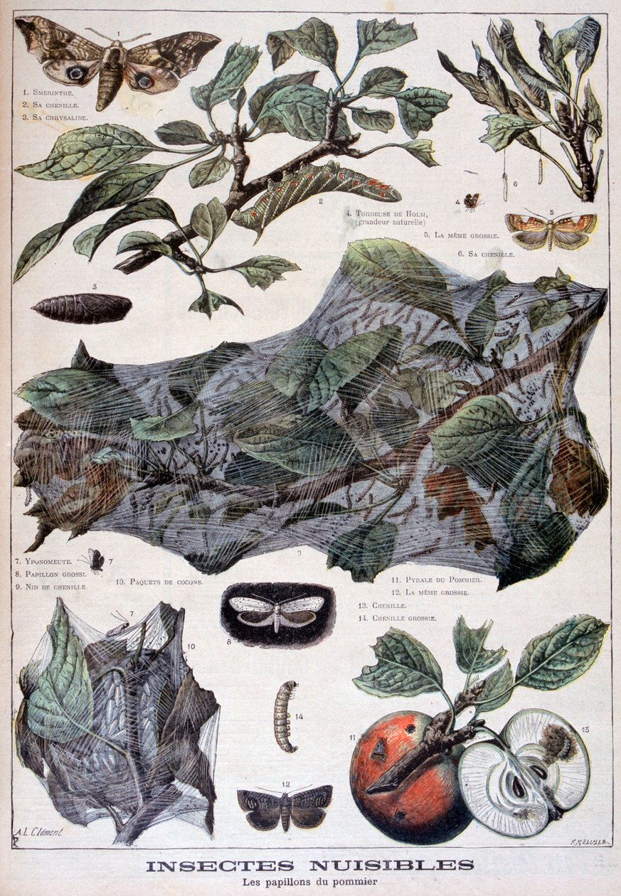 Insetos nocivos: mariposas que danificam macieiras, 1897 de Fortuné Méaulle