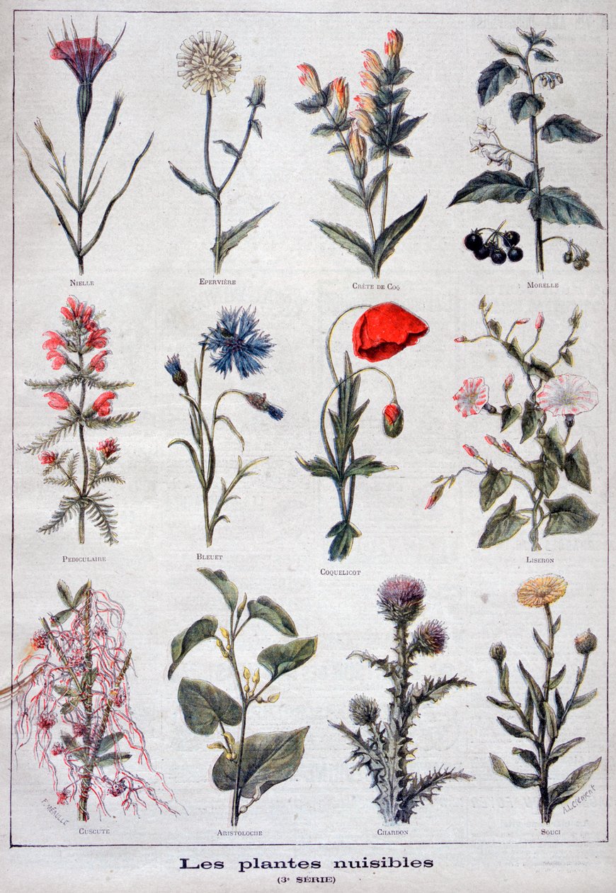 Plantas prejudiciais, 1897 de Fortuné Méaulle