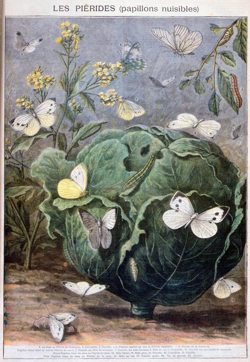 Borboletas Pierid, 1897 de Fortuné Méaulle