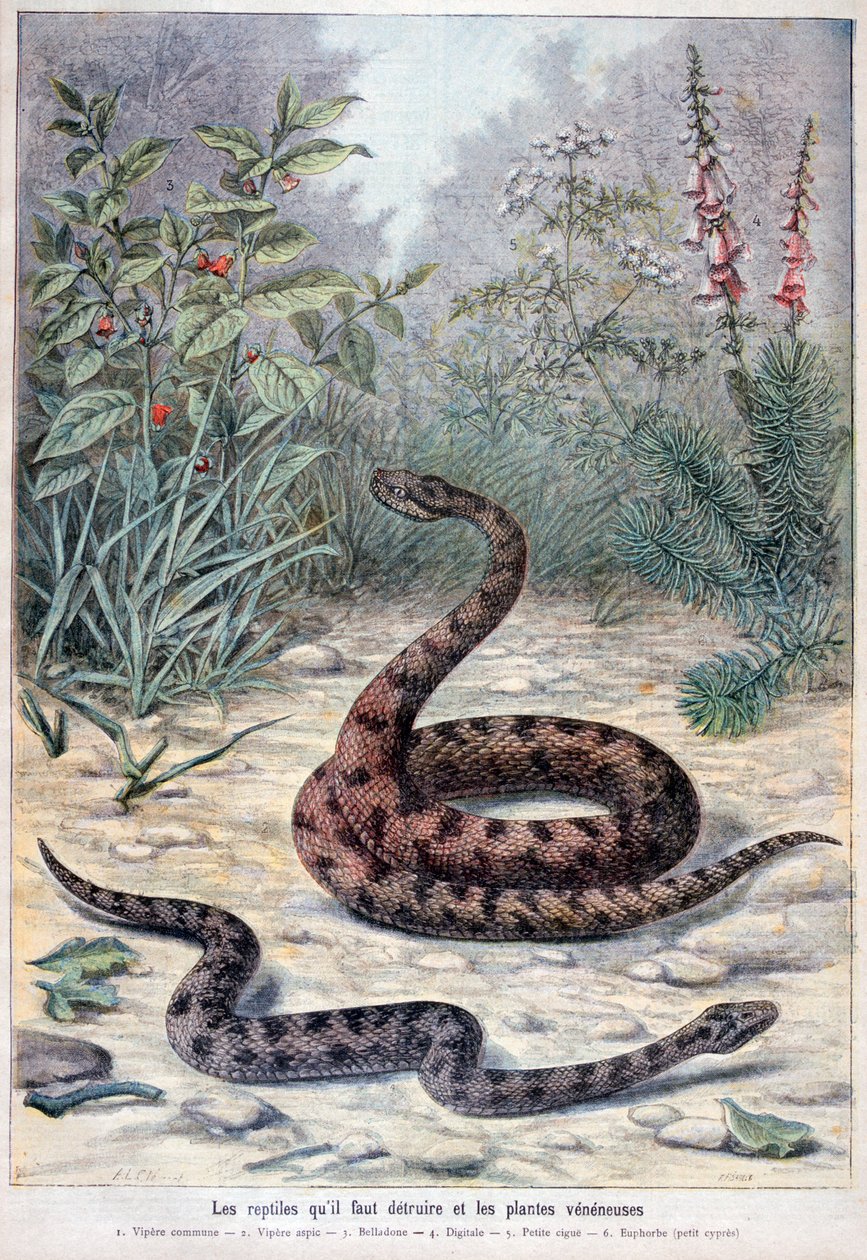 Cobras e plantas venenosas, 1897 de Fortuné Méaulle