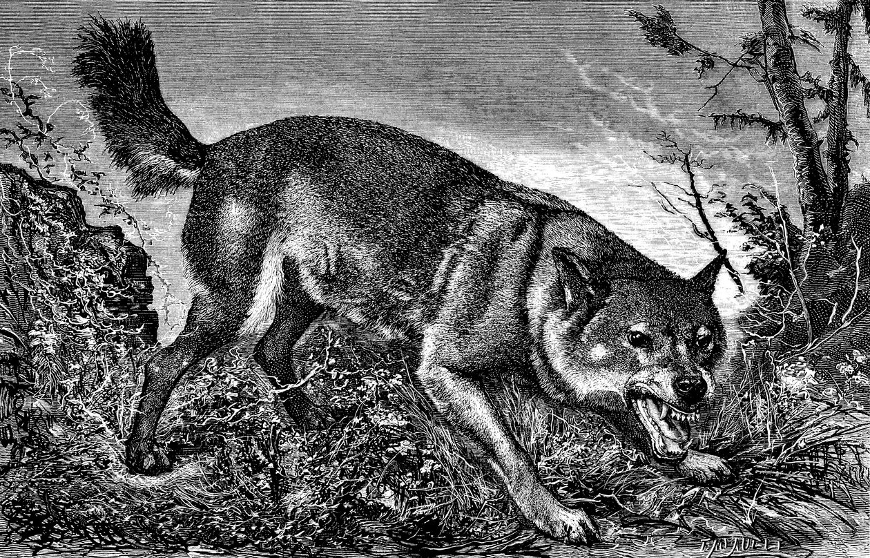 Lobo Feroce, zangado, dentes de fora, mostrando as presas - gravura de Meaulle em "La chasse illustree" n.º 27, 5 de fevereiro de 1870 - de Fortune Louis Meaulle