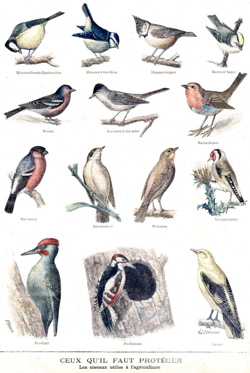 As aves úteis na agricultura de Fortune Louis Meaulle