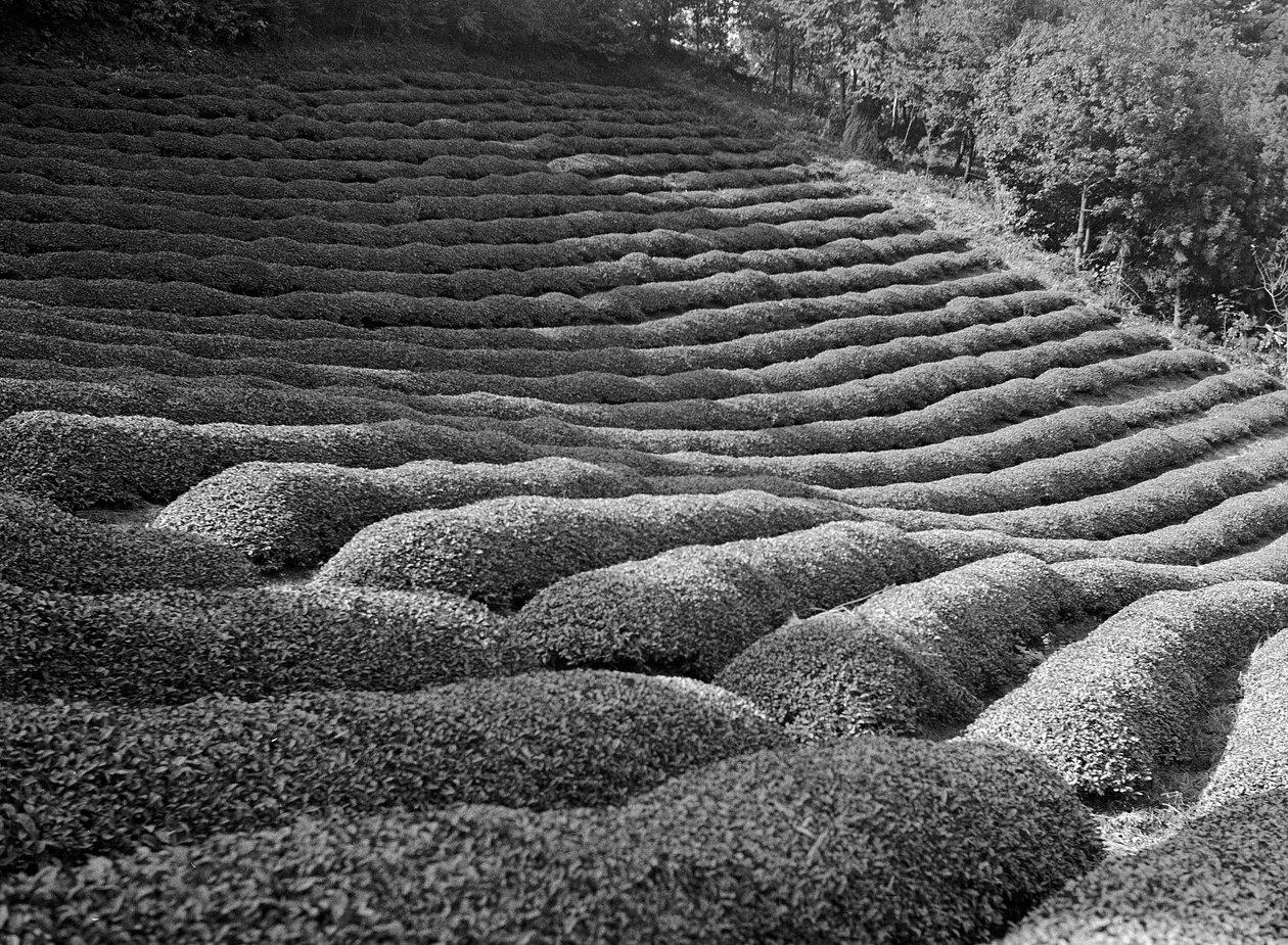 Zona envolvente de Shizuoka, jardins de chá de Fosco Maraini