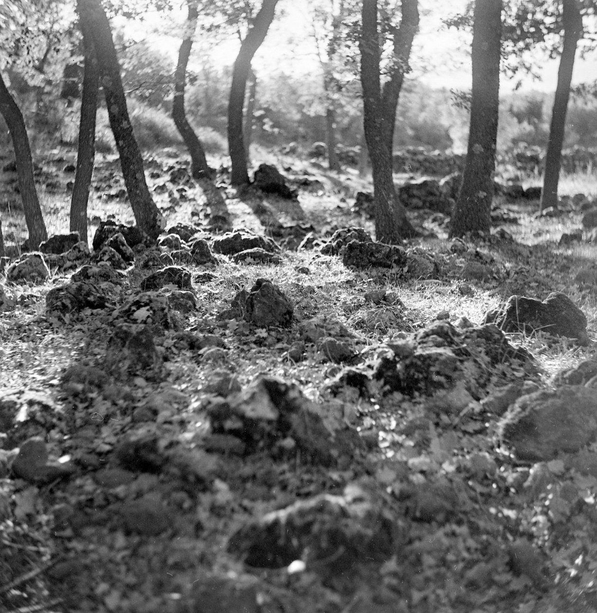 Floresta no Monte Etna de Fosco Maraini