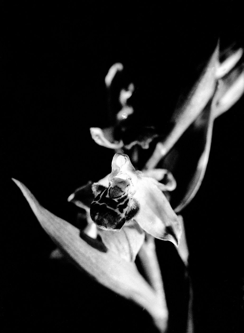 Orquídea selvagem (fotografia a preto e branco) de Fosco Maraini