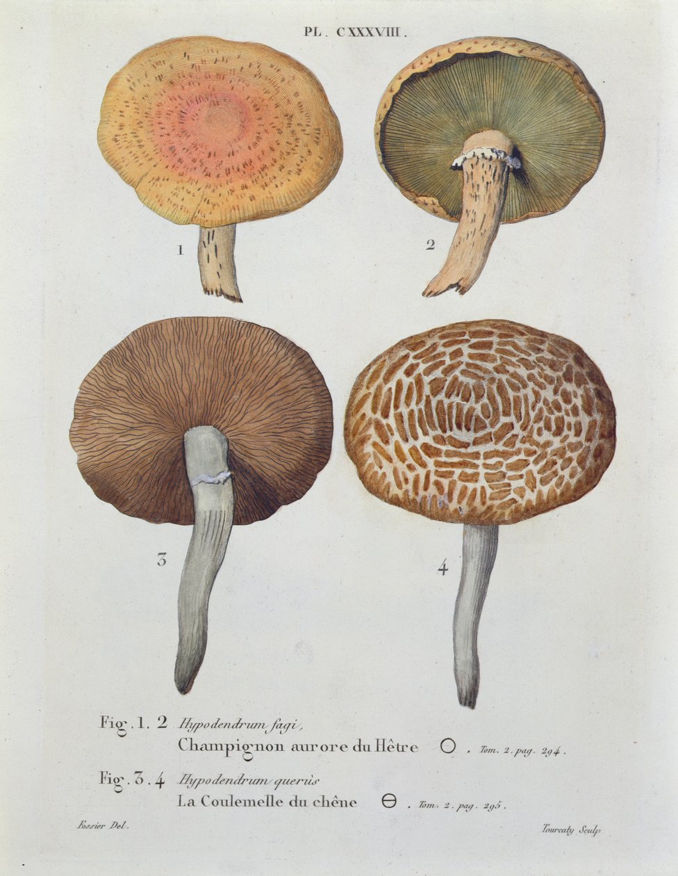 Fagi e queris hypodendrums, prato 138 de &39;Iconografia dos cogumelos de JJ Paulet&39; por JH Leveille, gravado por Tourcaty, 1855 de Fossier