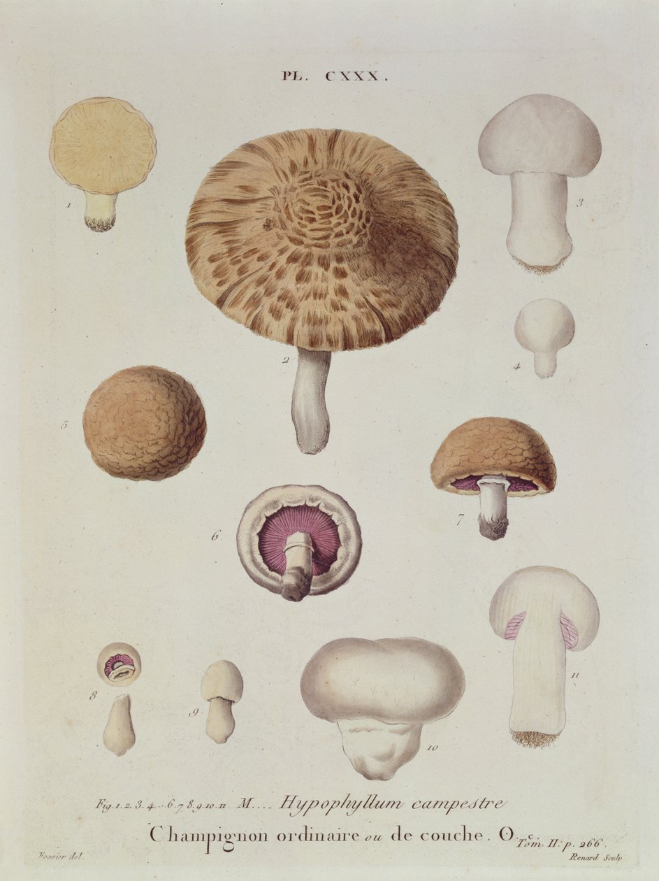 Hypophyllum campestre ou o cogumelo de campo, prato 130 de &39;Iconografia dos Champion de JJ Paulet&39; por JH Leveille, gravado por Renard, 1855 de Fossier