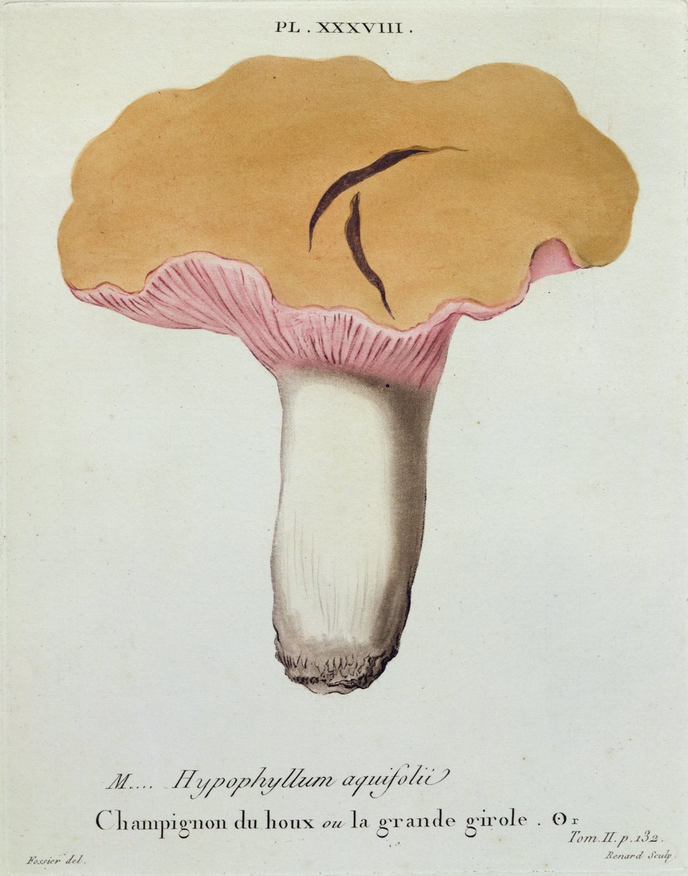 Hyprophyllum aquifolii, prato 38 da &39;Iconografia dos cogumelos de JJ Paulet&39; por JH Leveille, gravado por Renard, 1855 de Fossier