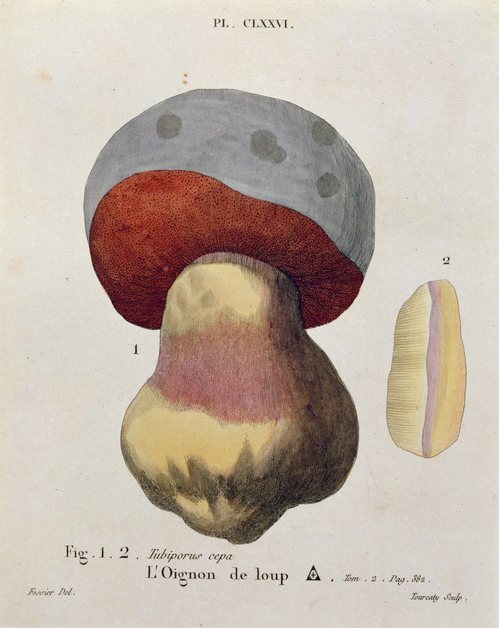 Tubiporus cepa, prato 176 da &39;Iconografia dos cogumelos JJ Paulet&39; de JH Leveille, gravado por Tourcaty, 1855 de Fossier