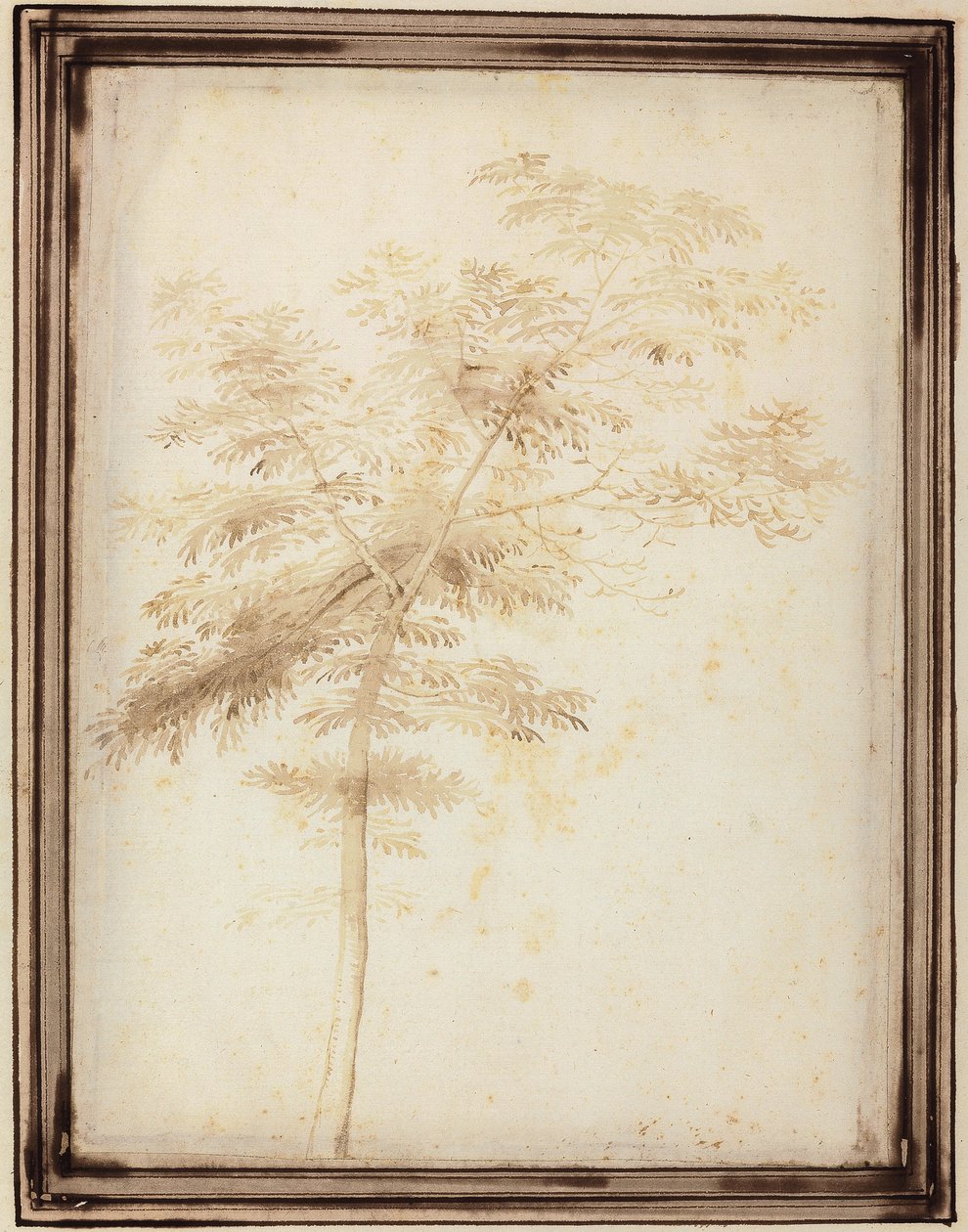 Um estudo de uma árvore de Fra Bartolomeo