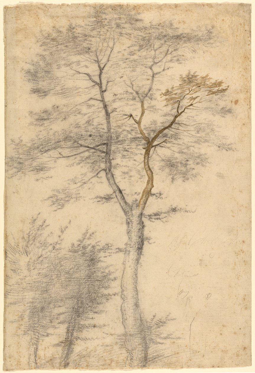 Três estudos de árvores de Fra Bartolommeo (Baccio della Porta)