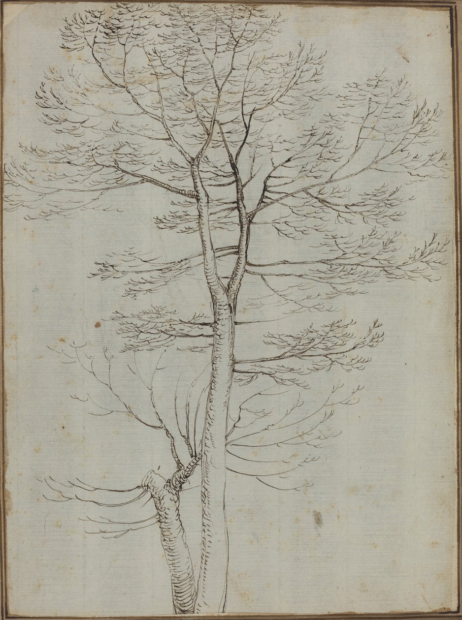 Árvore nua [verso] de Fra Bartolommeo