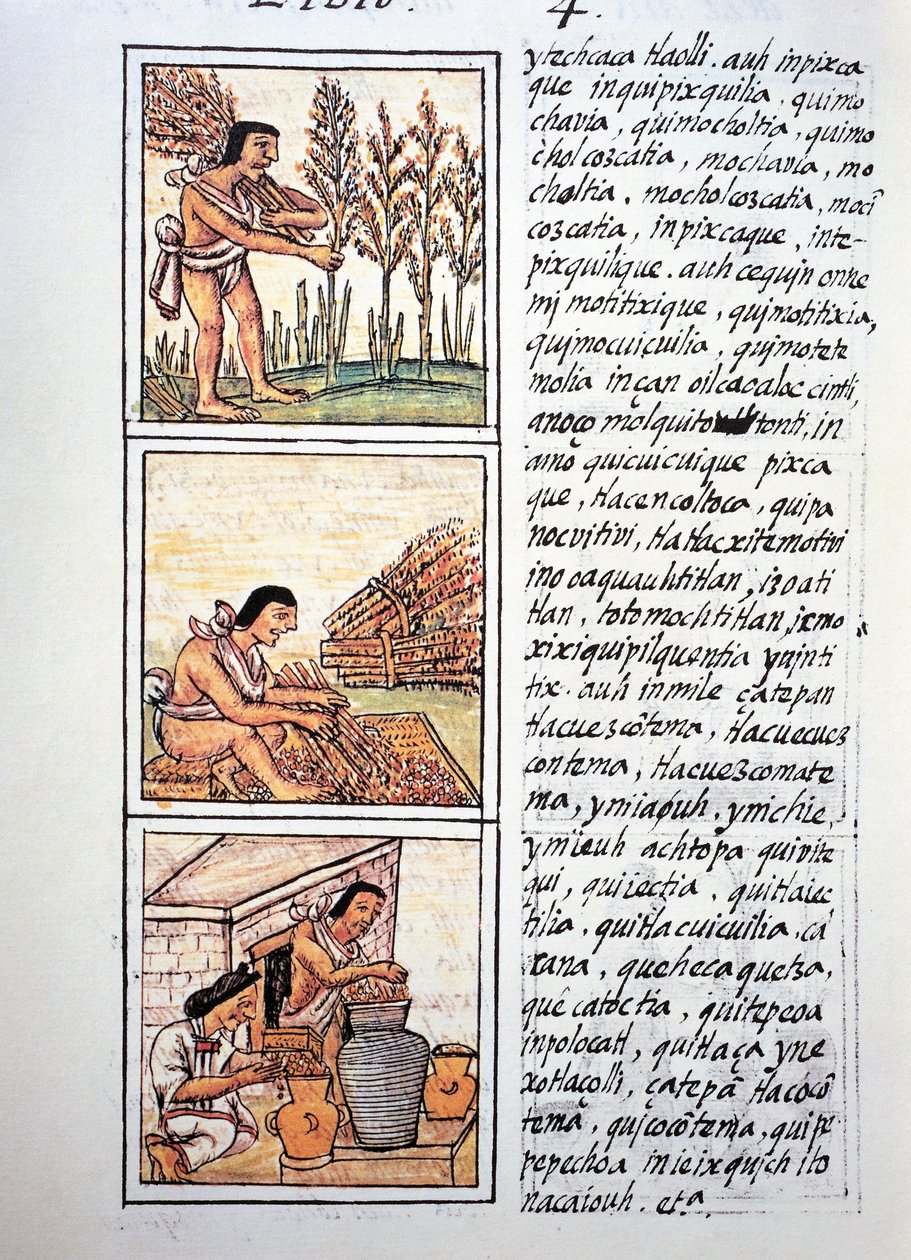 Cenas de vida camponesa, colheita de trigo, descaroçamento em esteira e estocagem em frascos, texto em Nahuati, do fac-símile do manuscrito História Geral das Coisas da Nova Espanha, também conhecido como Codex Florentino, de Bernardino de Sahagun de Fra Bernadino da Sahagun