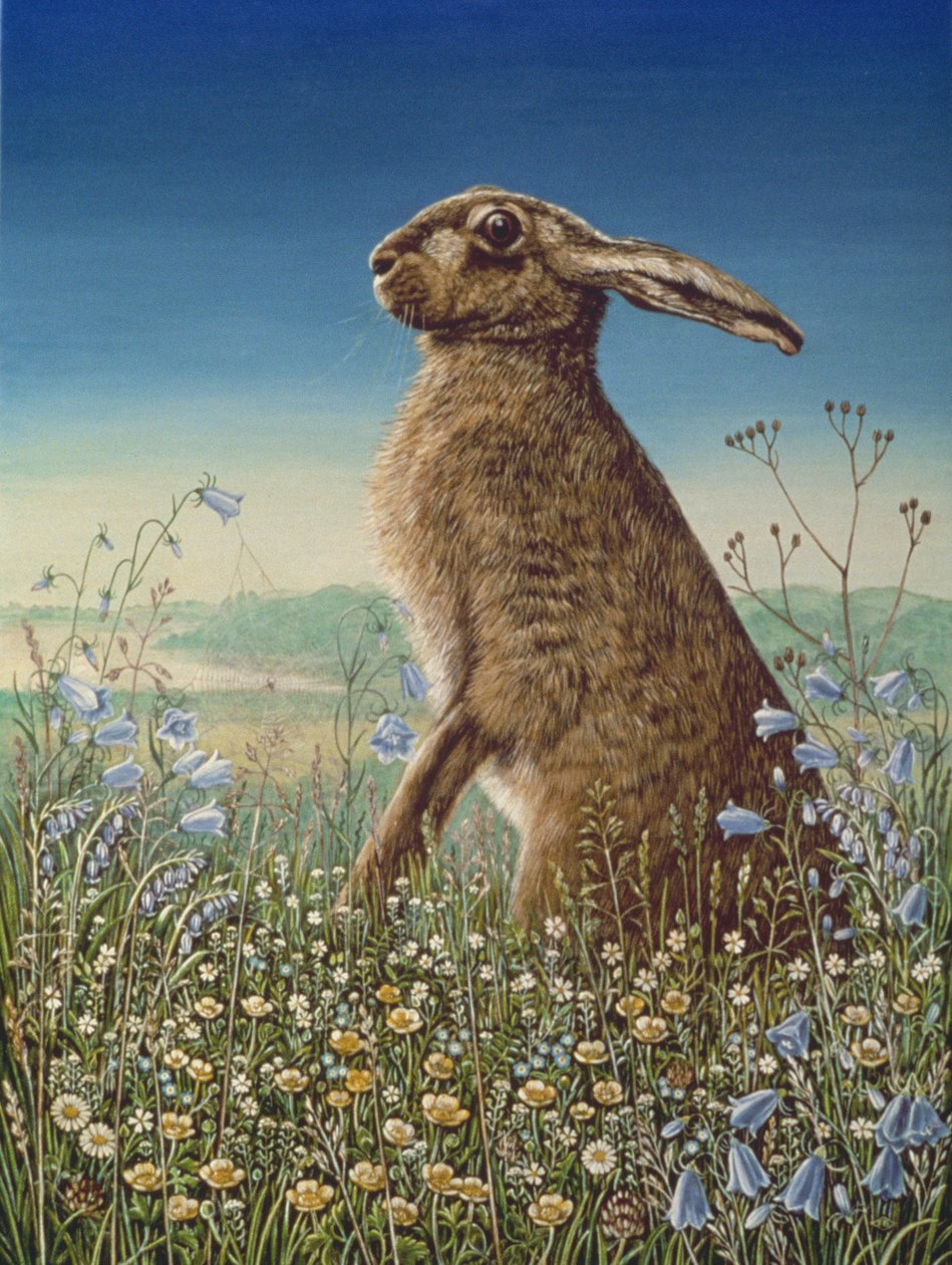 Lebre, 1984 (óleo e têmpera no painel) de Frances Broomfield