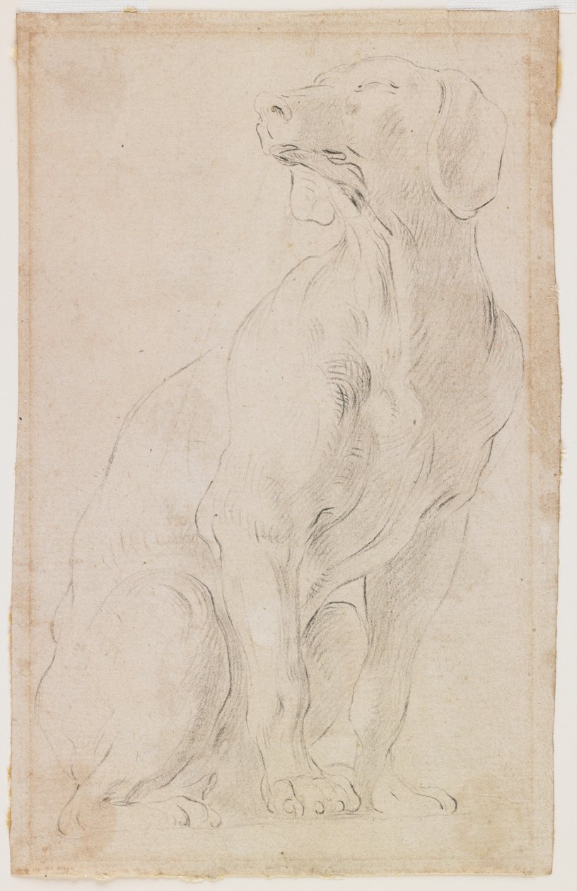 Cão sentado, 1710-15 (giz preto sobre papel) de Francesco Solimena