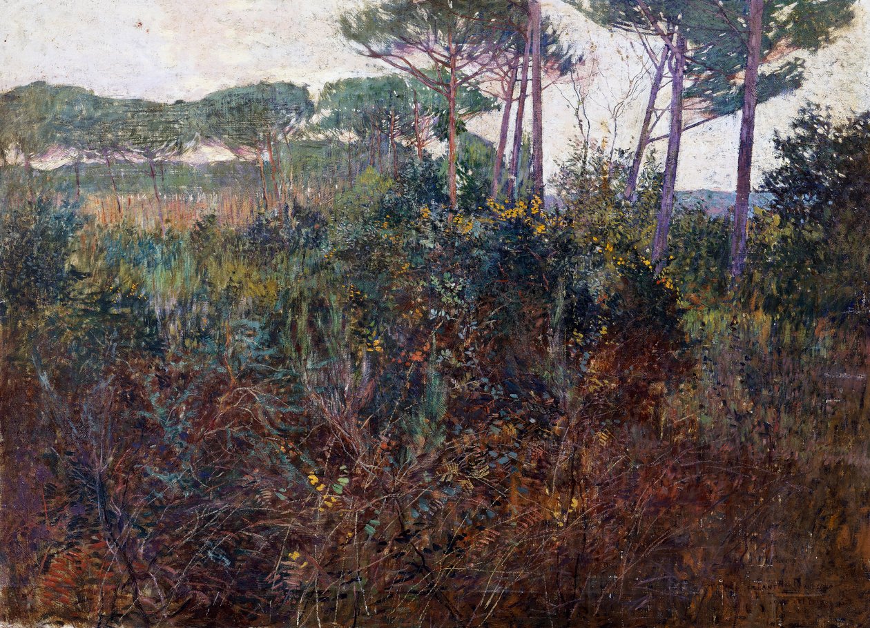 Pinewoods em Torre del Lago de Francesco Fanelli