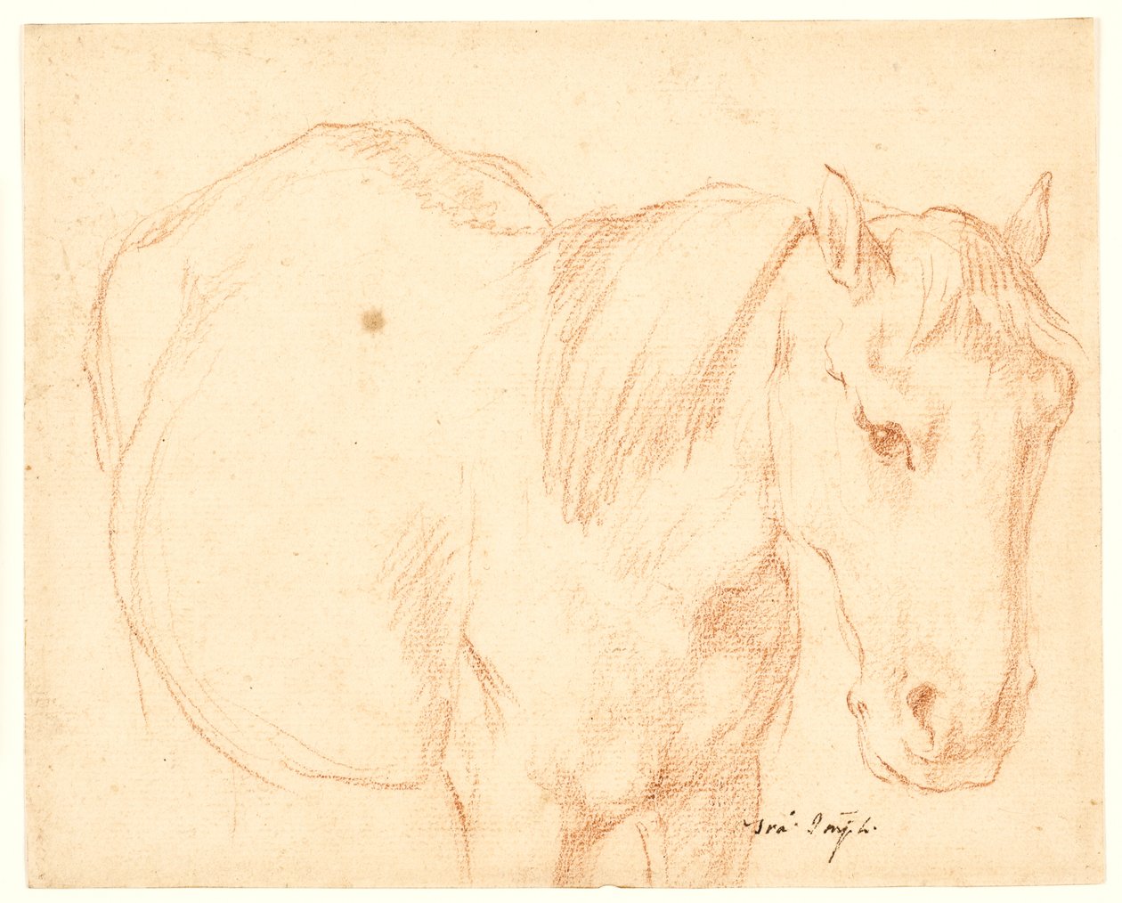 Um cavalo de Francesco Fernandi