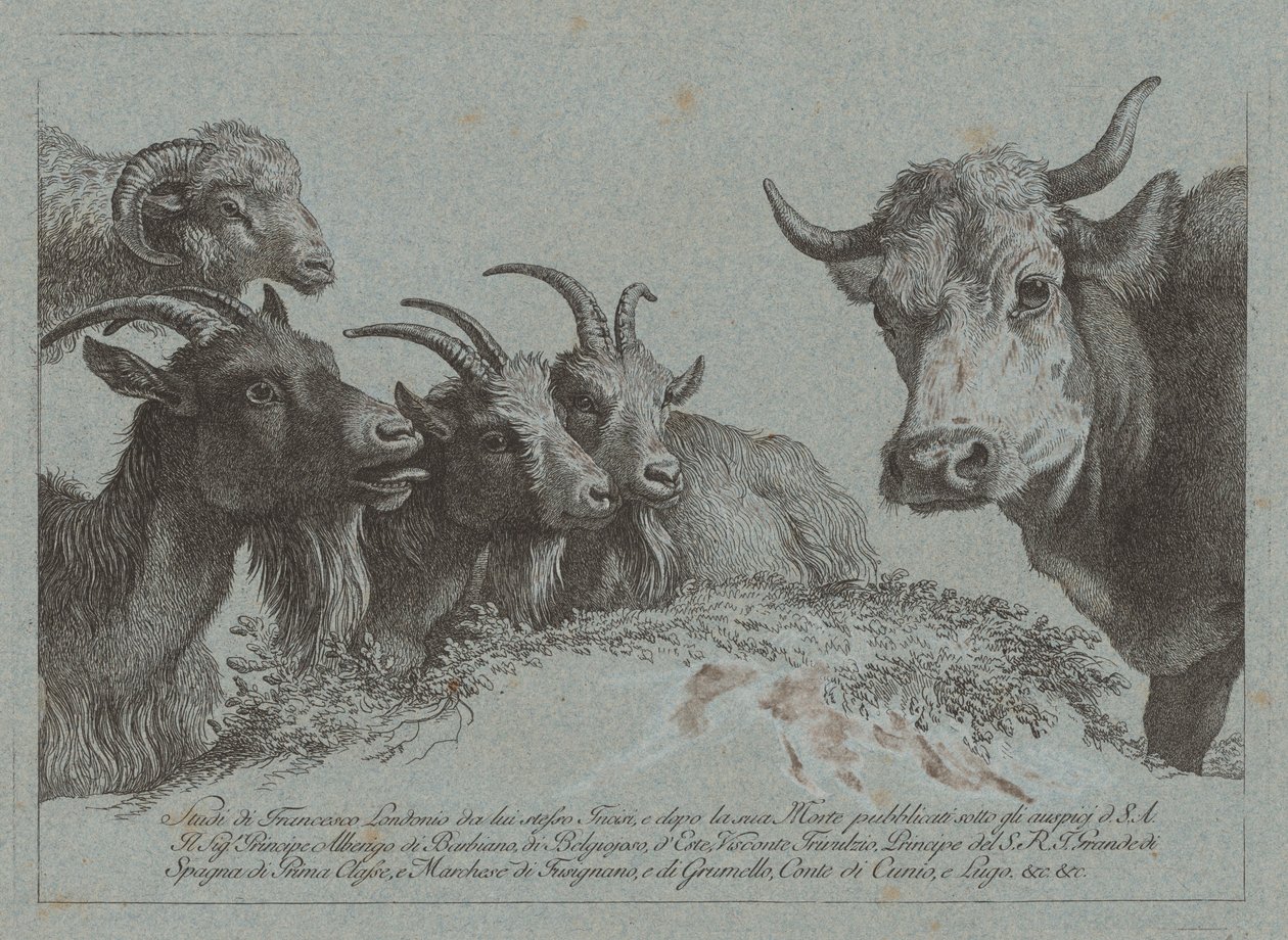 Estudo de cabeças: três cabras, um boi e um carneiro, publicado c. 1783. de Francesco Londonio