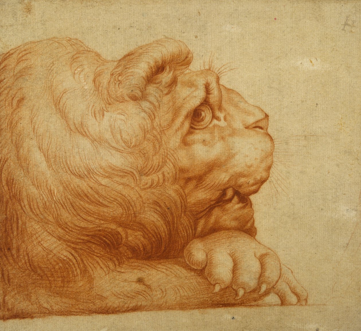 Uma cabeça de leão de perfil (giz vermelho sobre papel branco) de Francesco de Rossi Salviati Cecchino