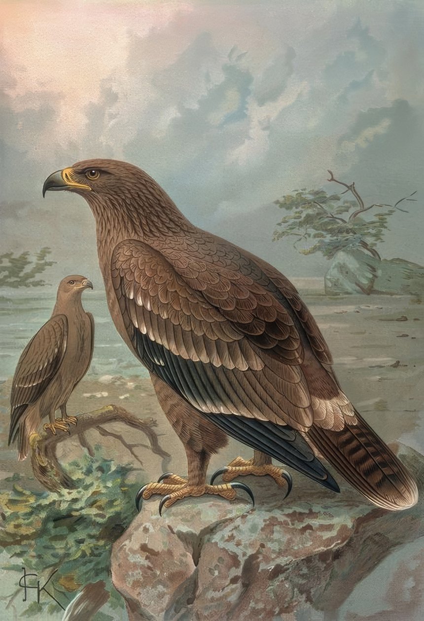 GRAVURA-AGUILA DE NEPAL-FÊMEAS-AQUILA NIPALENSIS de Francia