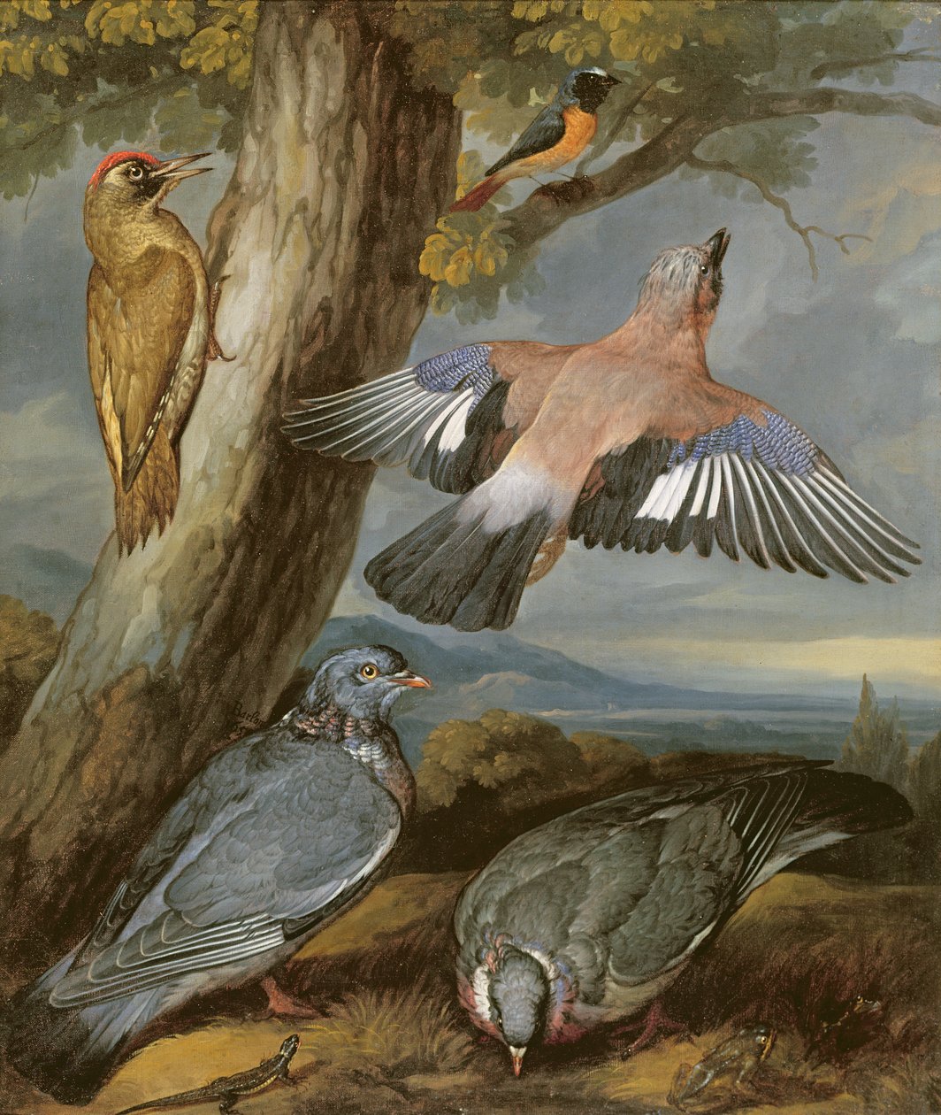 Jay, pica-pau-verde, pombos e Redstart, c.1650 de Francis Barlow