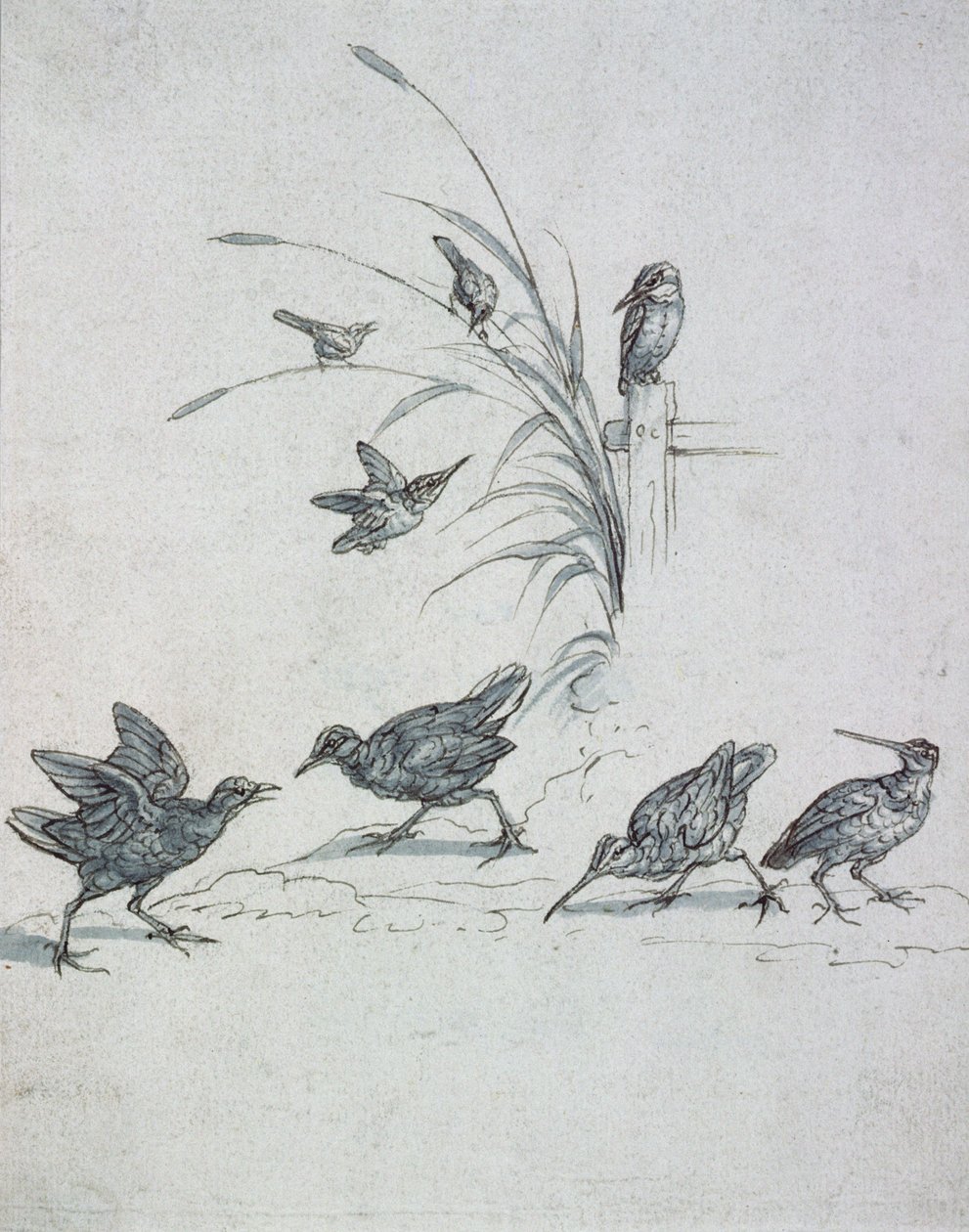 Martim-pescadores, Maçarico-real e outros pássaros, século XVII (desenho) de Francis Barlow