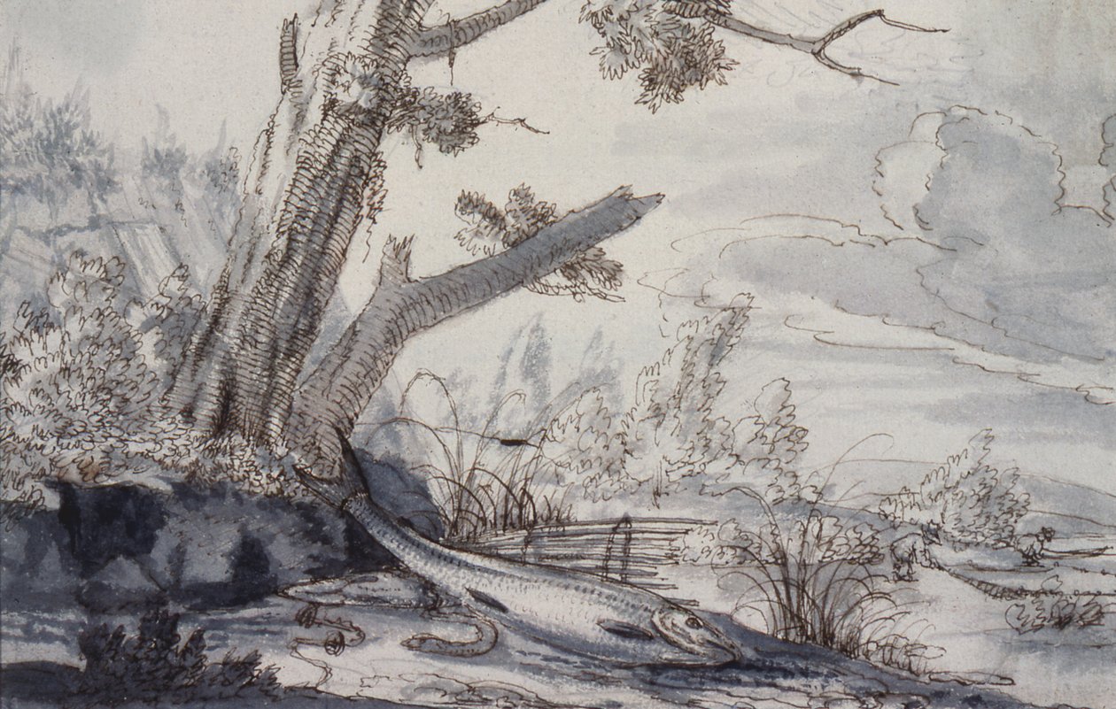 Perdizes e Narceja, século XVII (desenho) de Francis Barlow