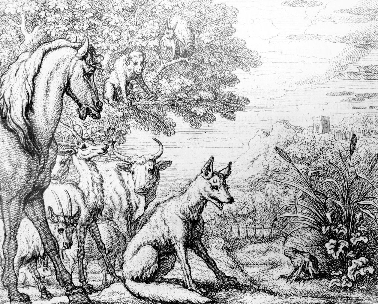 O sapo ambicioso, ilustração de &39;Fábulas de Esopo&39;, 1687 de Francis Barlow