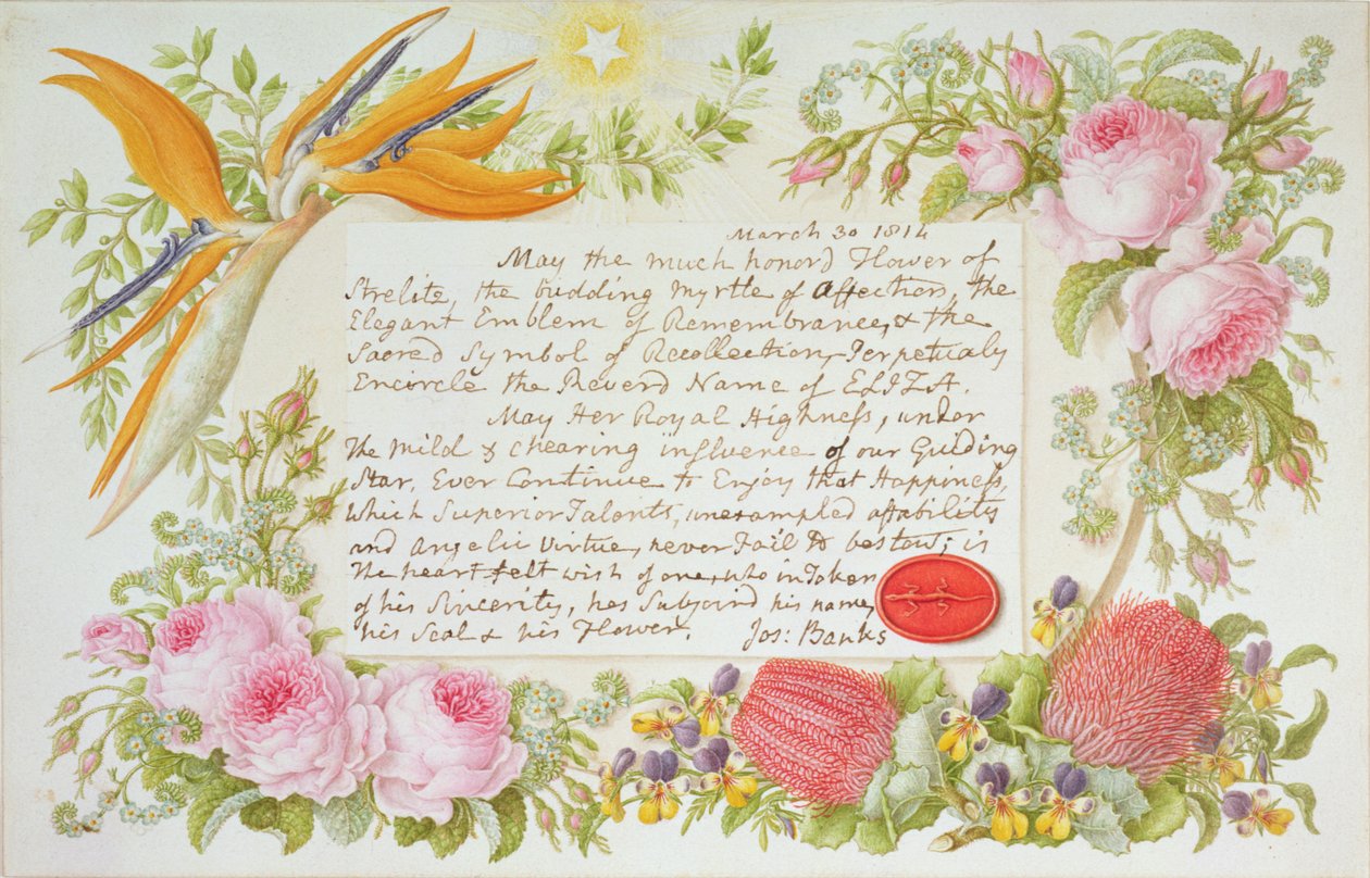 Um ambiente de flores mistas com uma mensagem inscrita por Joseph Banks, 1814 (wc on paper) de Francis Bauer