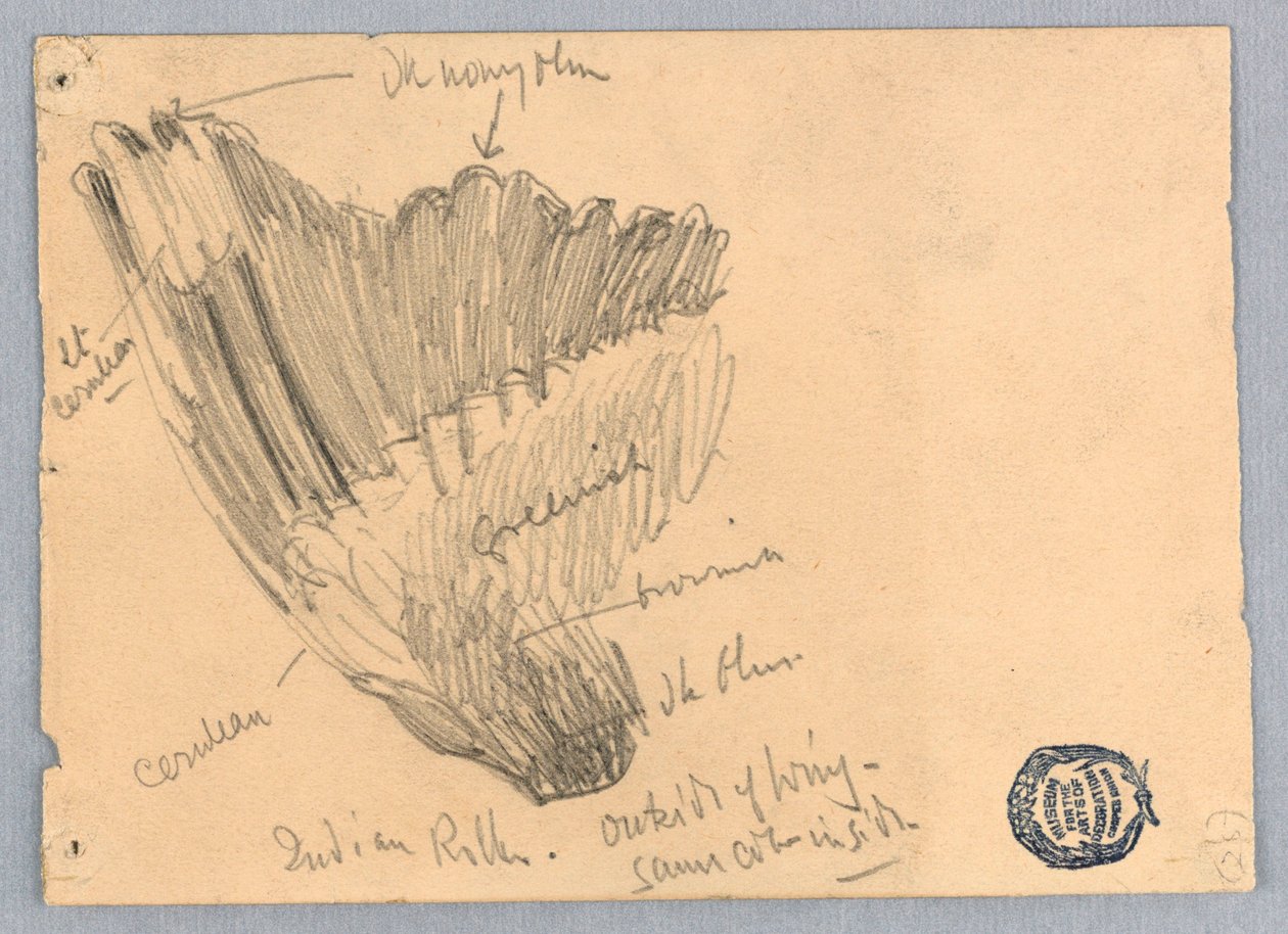 Esboço de uma asa de Francis Augustus Lathrop