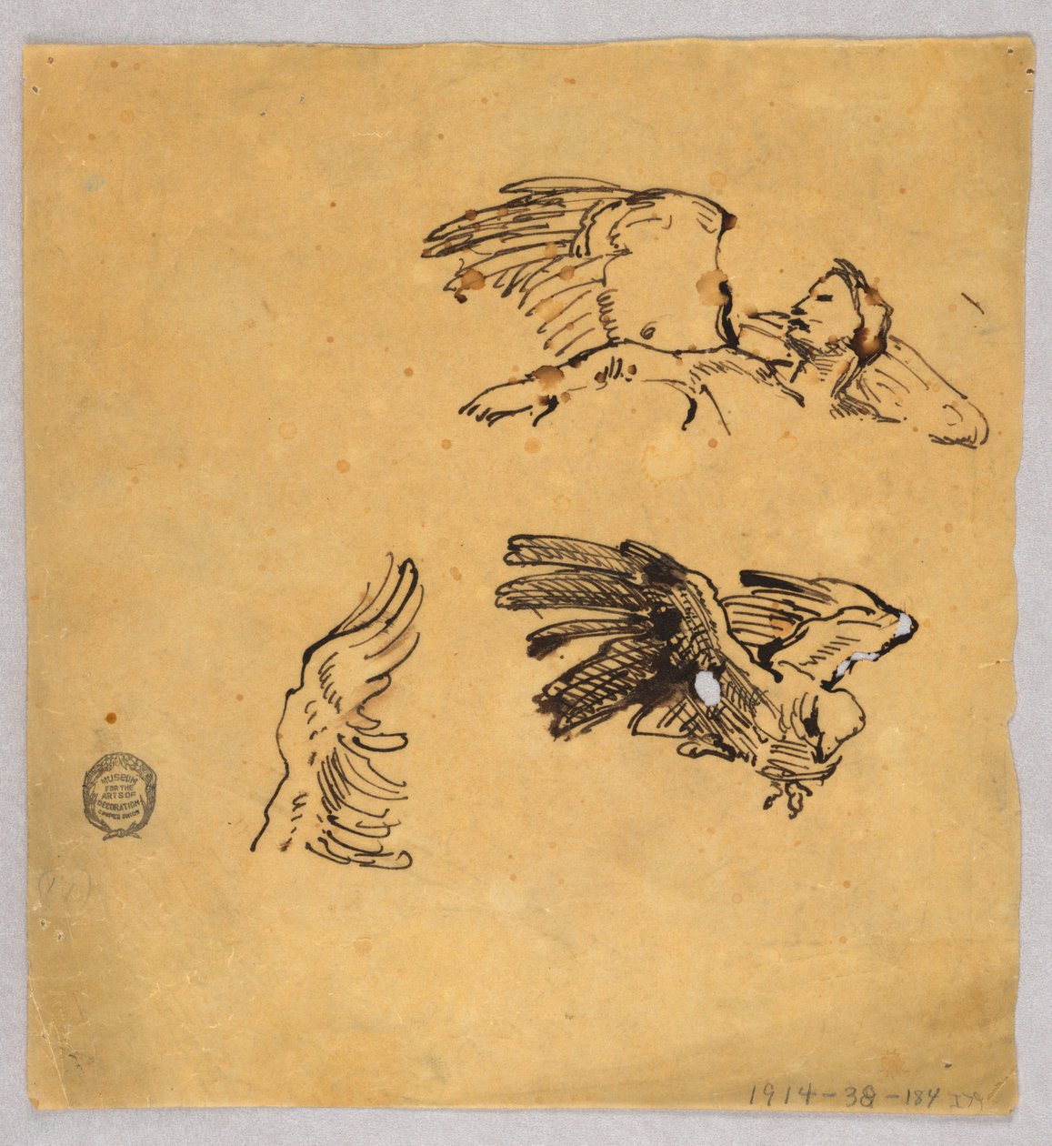 Estudos de asas de Francis Augustus Lathrop