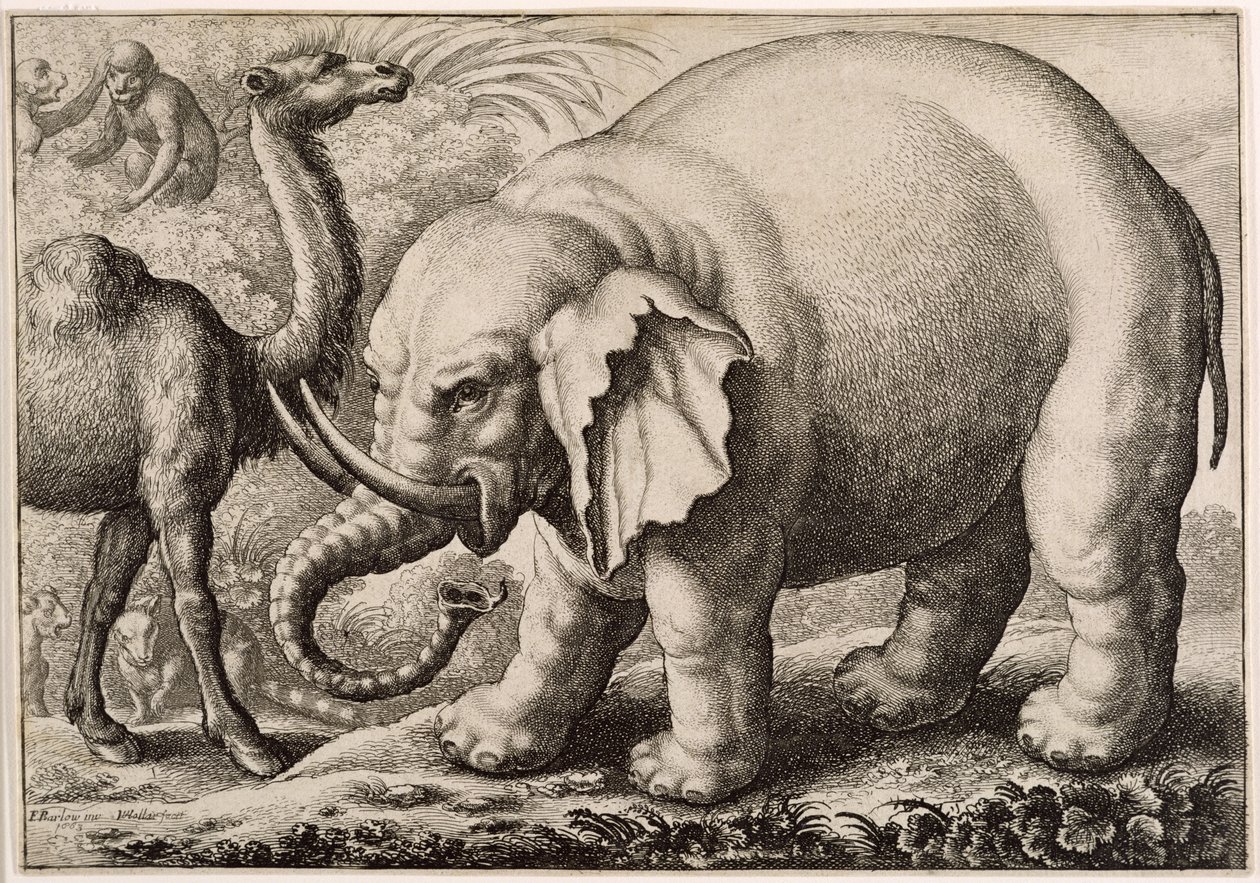 Um elefante e um camelo, gravados por Wenceslaus Hollar (1607-77) 1663 de Francis Barlow