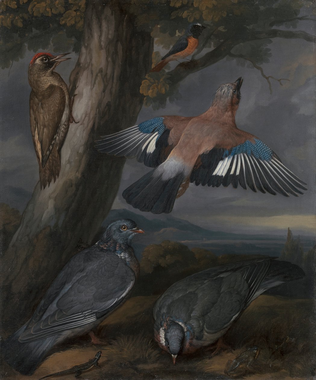 Jay, Pica-pau Verde, Pombos, e Redstart de Francis Barlow