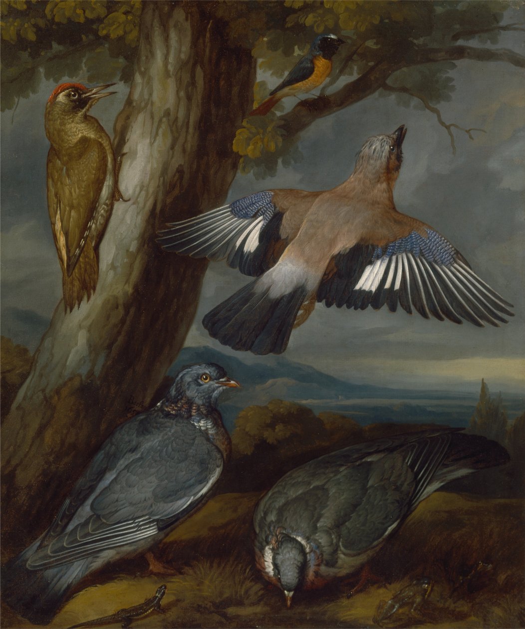 Gaio, pica-pau-verde, pombos e rabirruivo de Francis Barlow