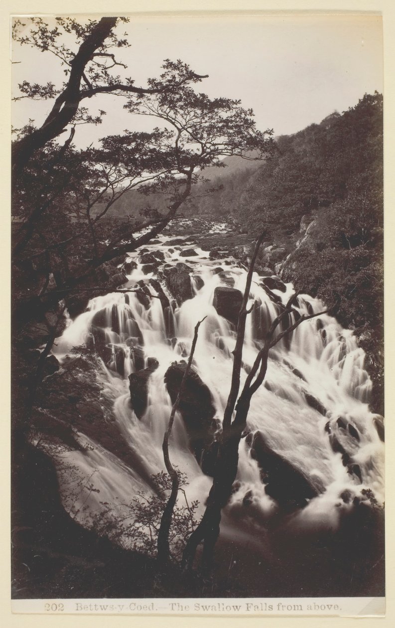 Floresta. de Francis Bedford
