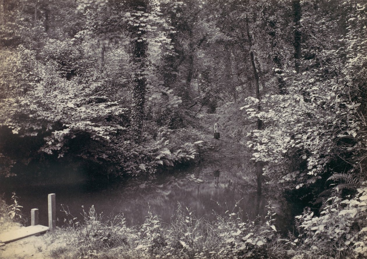 Floresta. de Francis Bedford