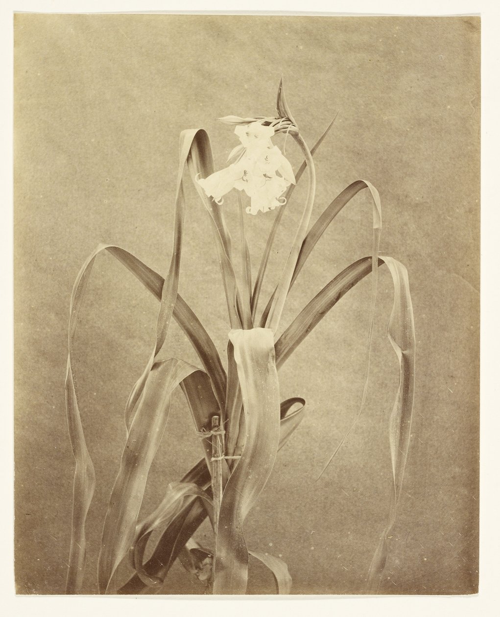 [Flores] de Francis Edmond Currey