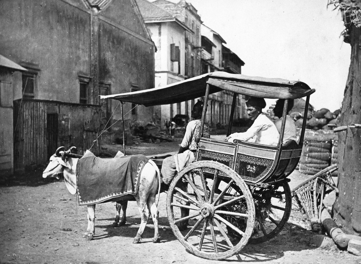 Bombaim Hackerry, c.1875 de Francis Frith
