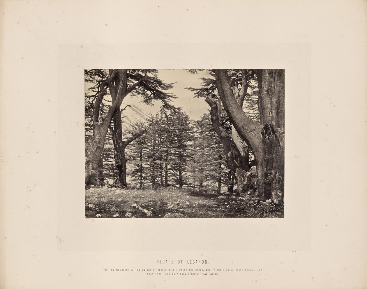 Cedros do Líbano de Francis Frith