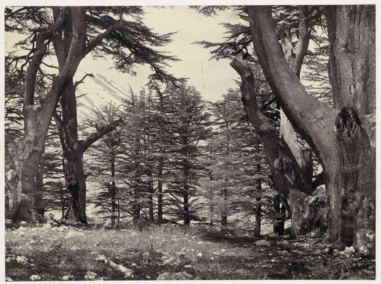 Cedros do Líbano de Francis Frith