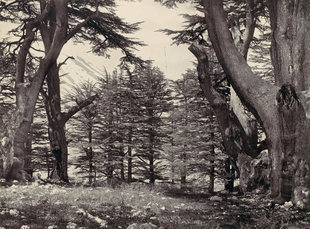 Cedros do Líbano, ca. 1857. de Francis Frith