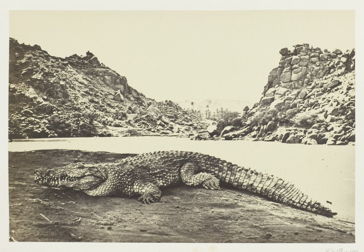 Crocodilo em um banco de areia de Francis Frith