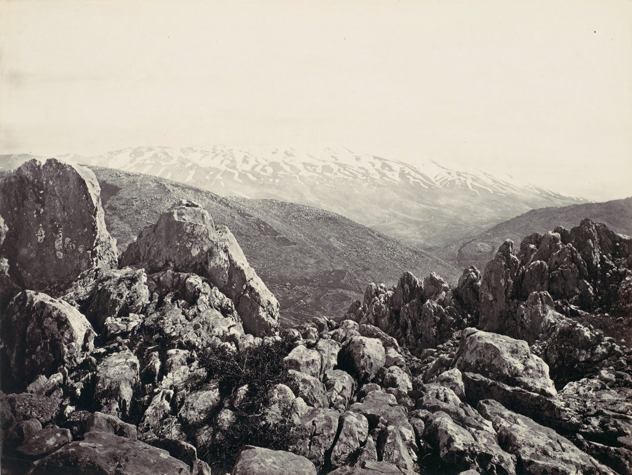 Floresta. de Francis Frith