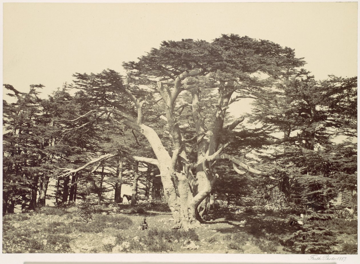O maior dos cedros, monte Líbano de Francis Frith